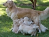 Willow and her Pups