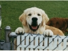 Dog at the Gate